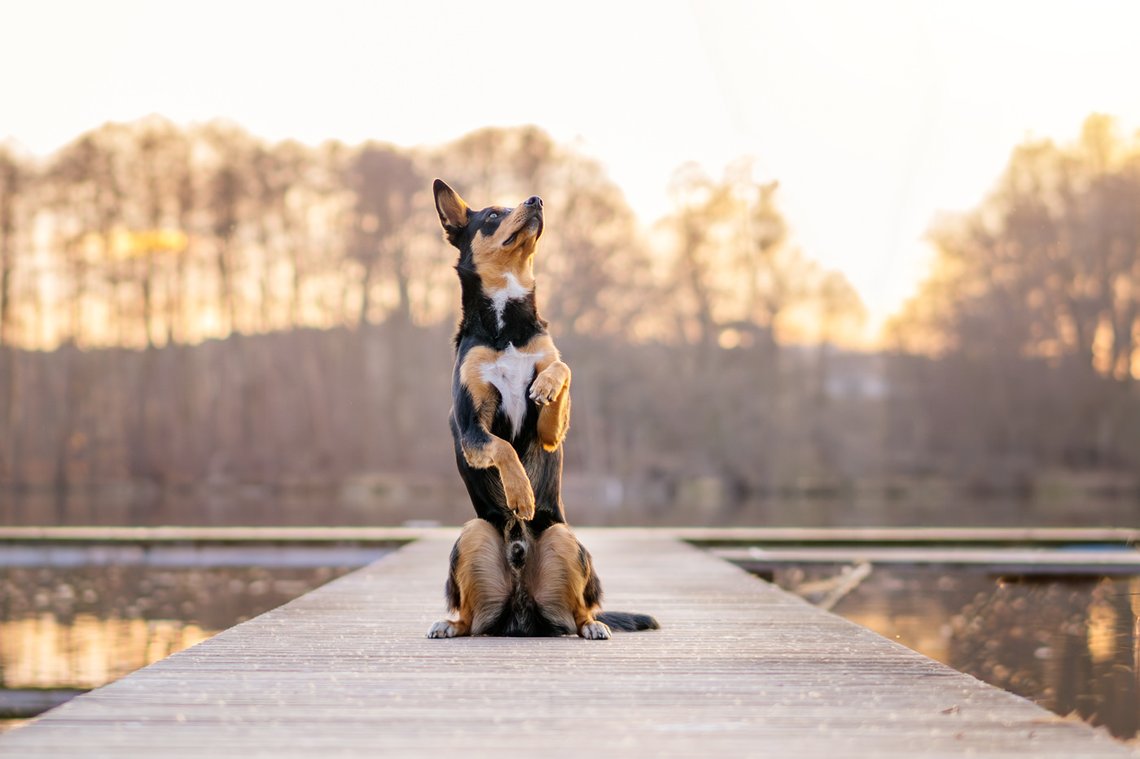 Australian Koolie Rüde macht Männchen