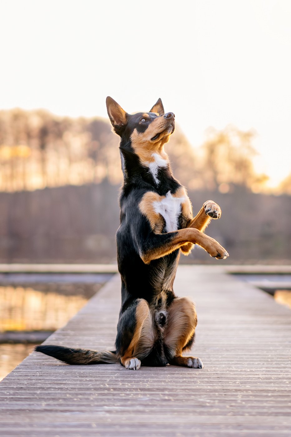 Australian Koolie Rüde macht Männchen
