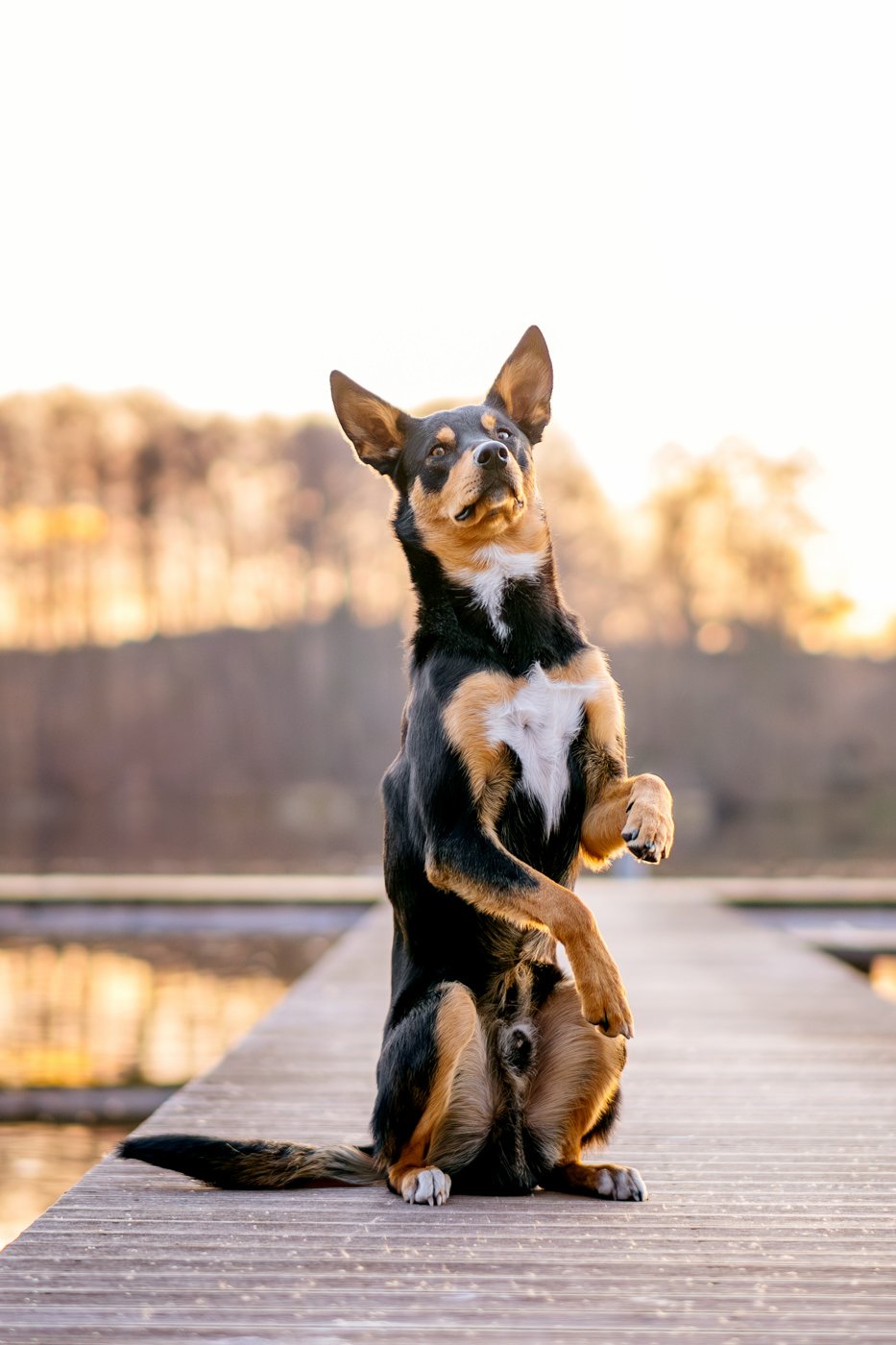 Australian Koolie Rüde macht Männchen