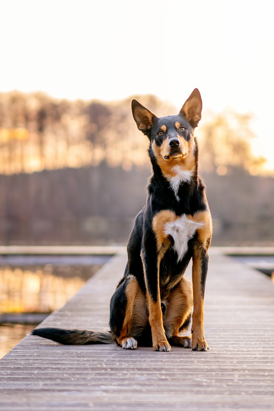 Australian Koolie Rüde im Sonnenuntergang