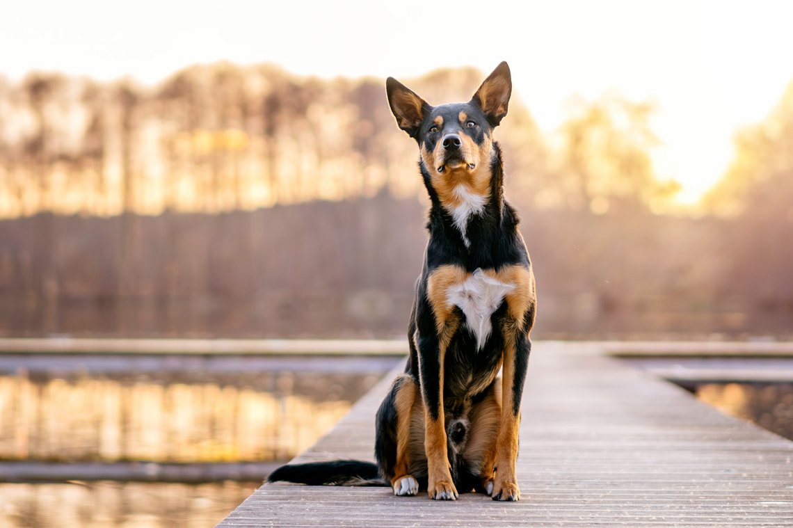 Australian Koolie Rüde sitzt im Sonnenuntergang