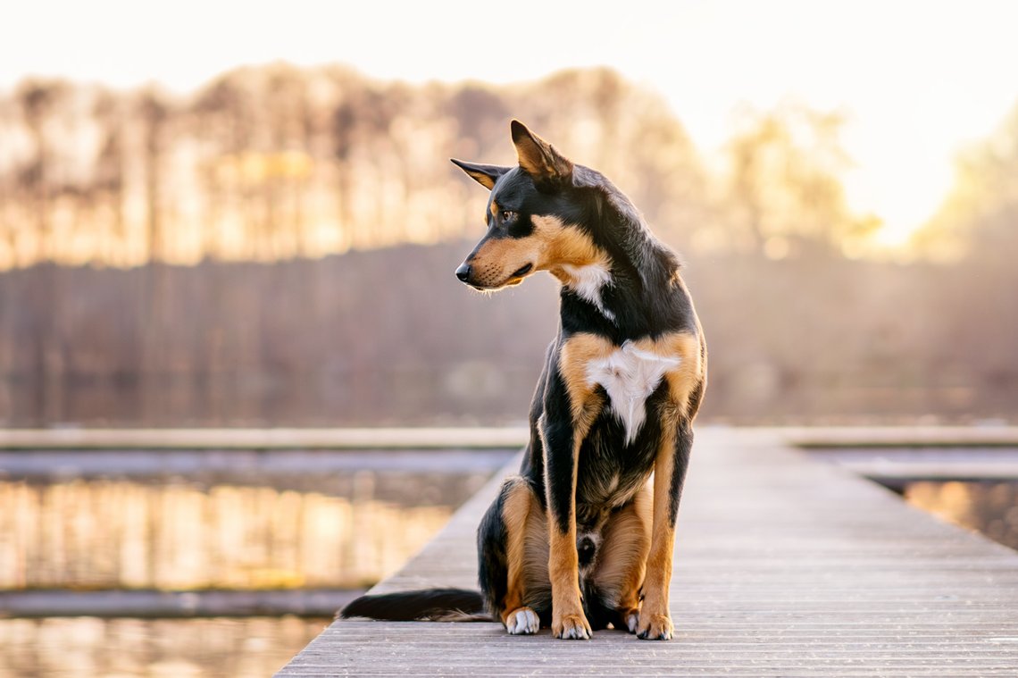 Australian Koolie Rüde sitzt im Sonnenuntergang