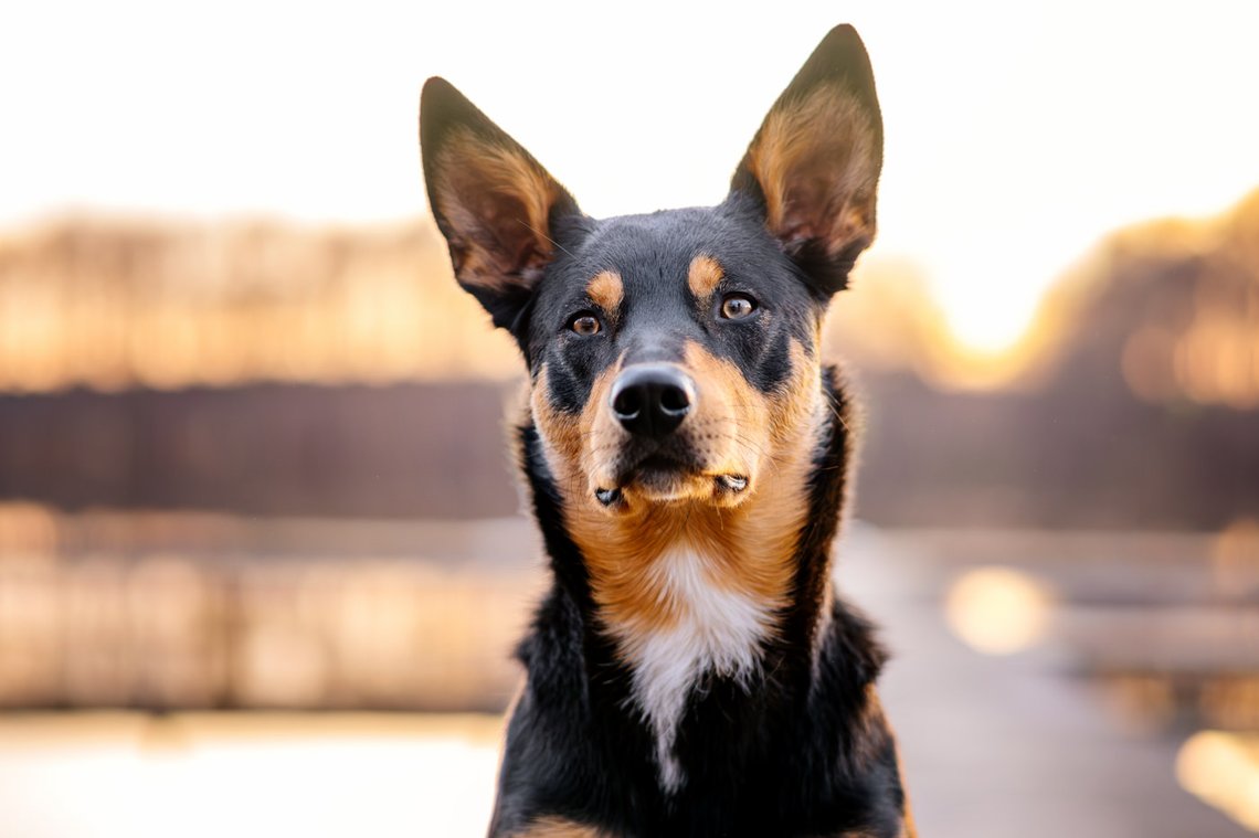 Australian Koolie Rüde Porträt
