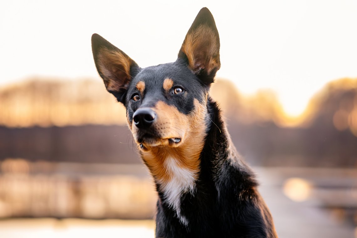 Australian Koolie Rüde Porträt