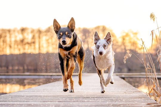 Zwei Australian Koolies beim Hundefotoshooting
