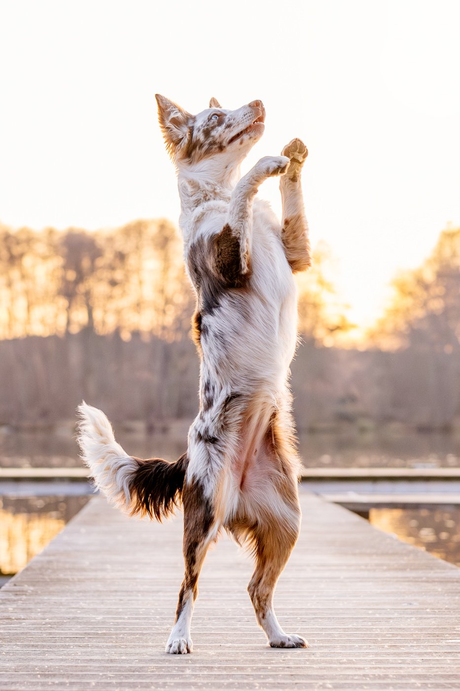 Australian Koolie macht Männchen im Sonnenuntergang