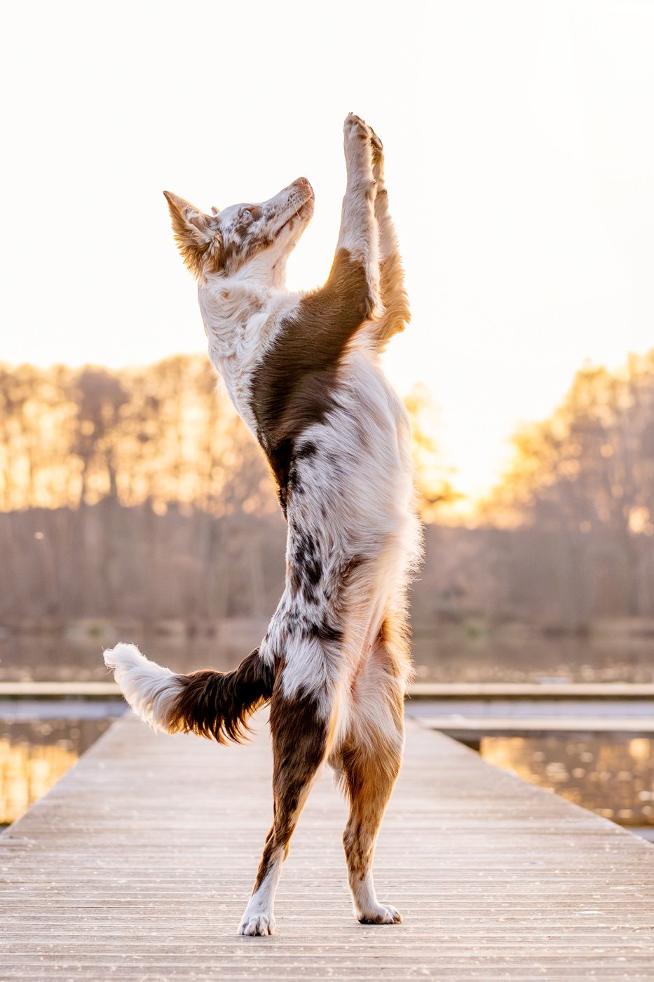 Australian Koolie macht Männchen im Sonnenuntergang