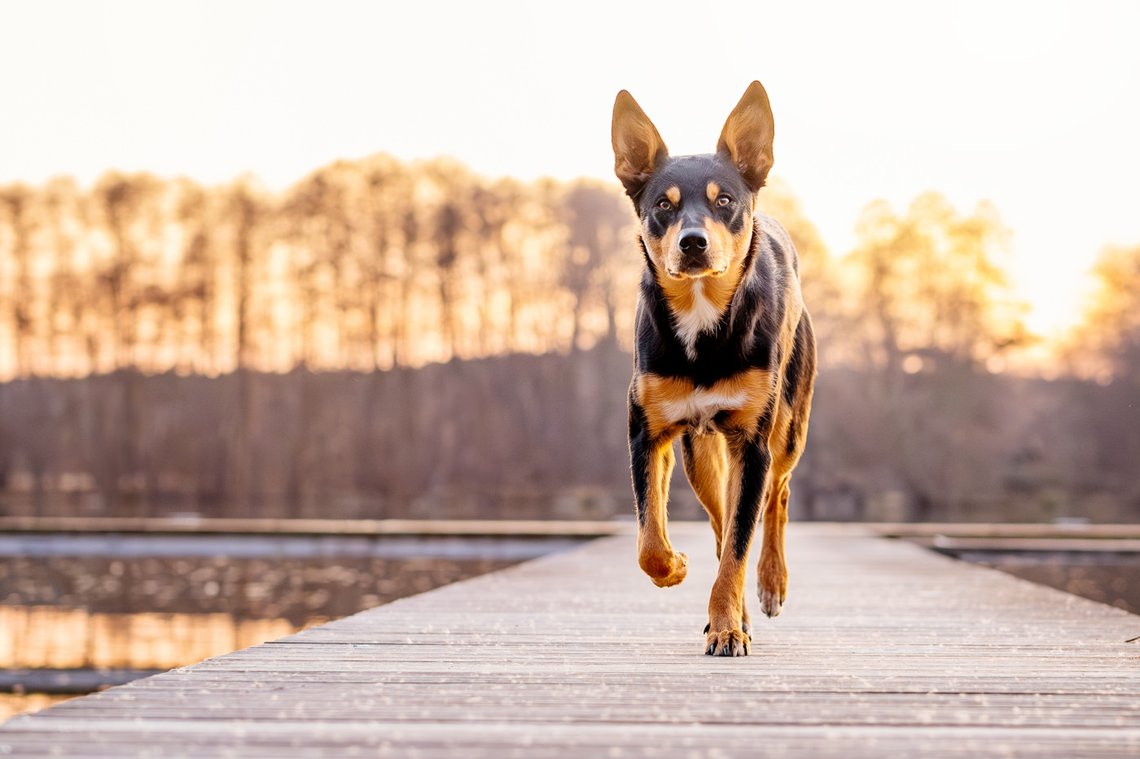 Australian Koolie rennt im Sonnenuntergang
