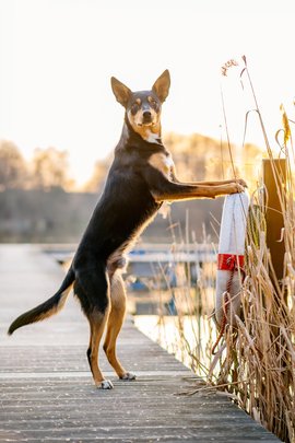Australian Koolie Körschgen im Abendlicht