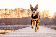 Australian Koolie rennt im Sonnenuntergang