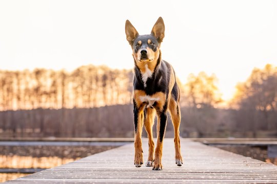 Australian Koolie läuft im Abendlicht über Bootssteg