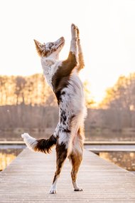Australian Koolie macht Männchen im Sonnenuntergang