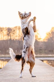 Australian Koolie macht Männchen im Sonnenuntergang