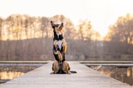 Australian Koolie Rüde macht Männchen