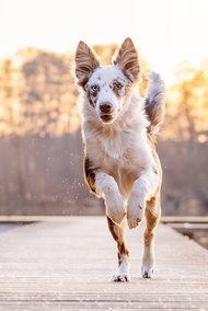 Australian Koolie rennt auf Bootssteg