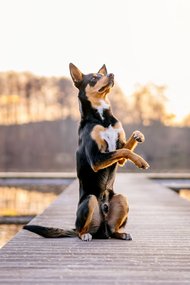 Australian Koolie Rüde macht Männchen