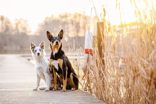 Australian Koolie im Sonnenunterg See und Schilf