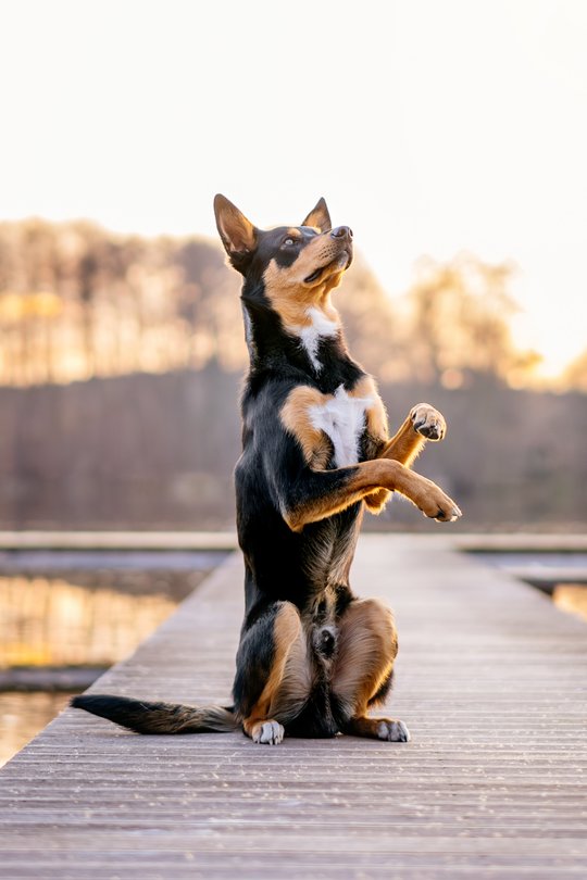 Australian Koolie Rüde macht Männchen