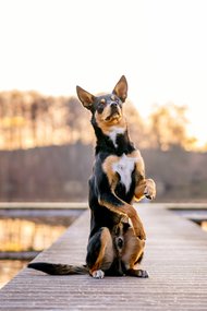 Australian Koolie Rüde macht Männchen