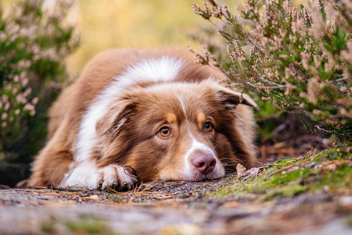 Australian Shepherd liegt in Heideblüte Portrait