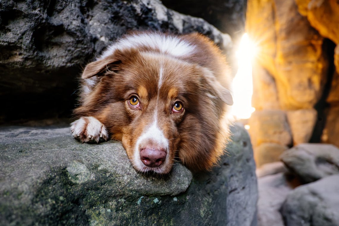 Australian Shepherd in Lichtdurchfluteter Felsspalte