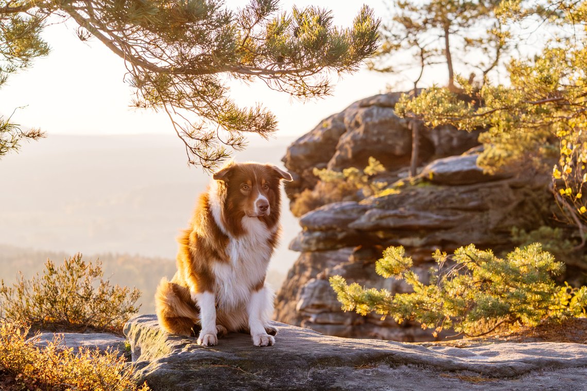 Australian Shepherd sitzt vor Felsen