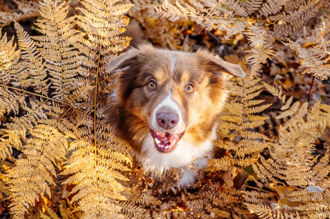 Australian Shepherd im Herbst Farn