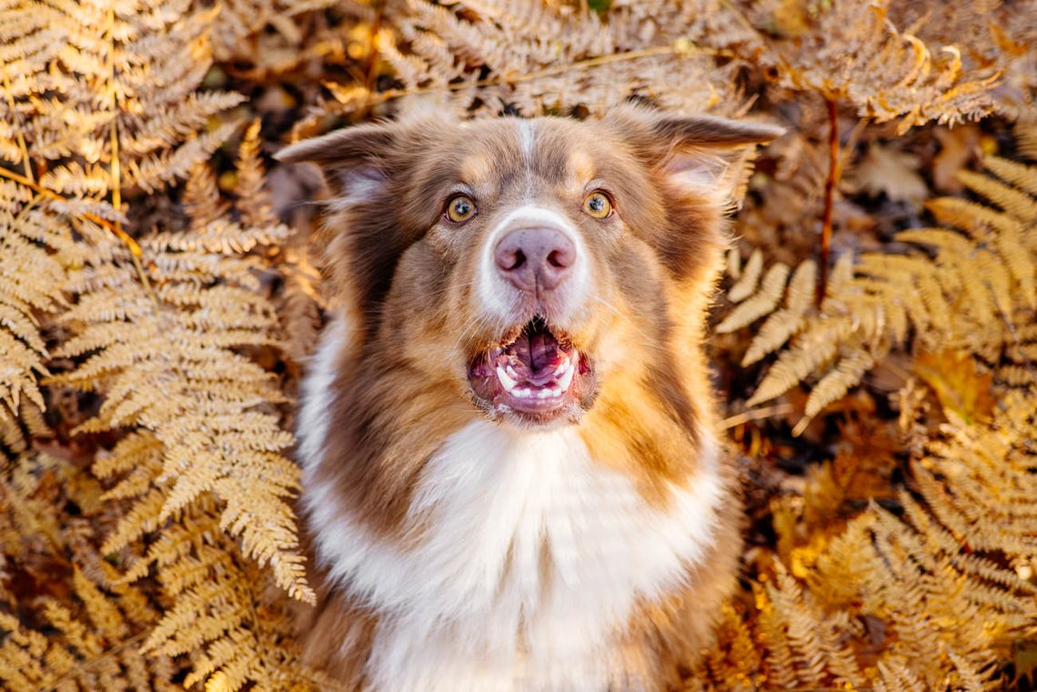 Australian Shepherd im Herbst Farn