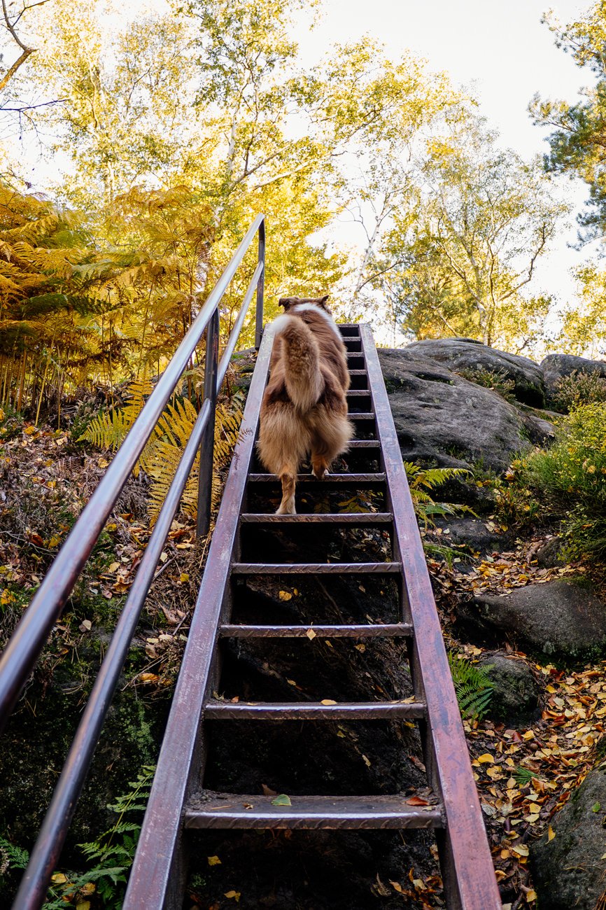 Wanderimpression mit Hund
