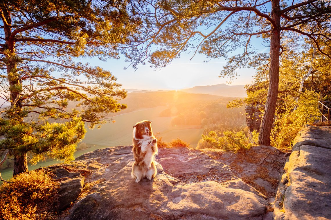 Australian Shepherd macht Männchen im Gegenlicht