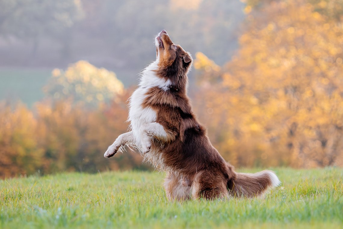 Aussie springt über Wiese