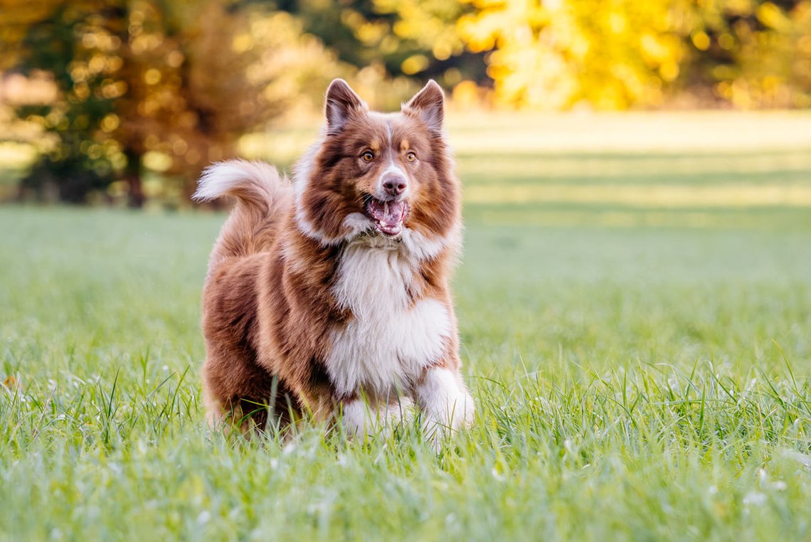 Australian Shepherd rennt über Wiese