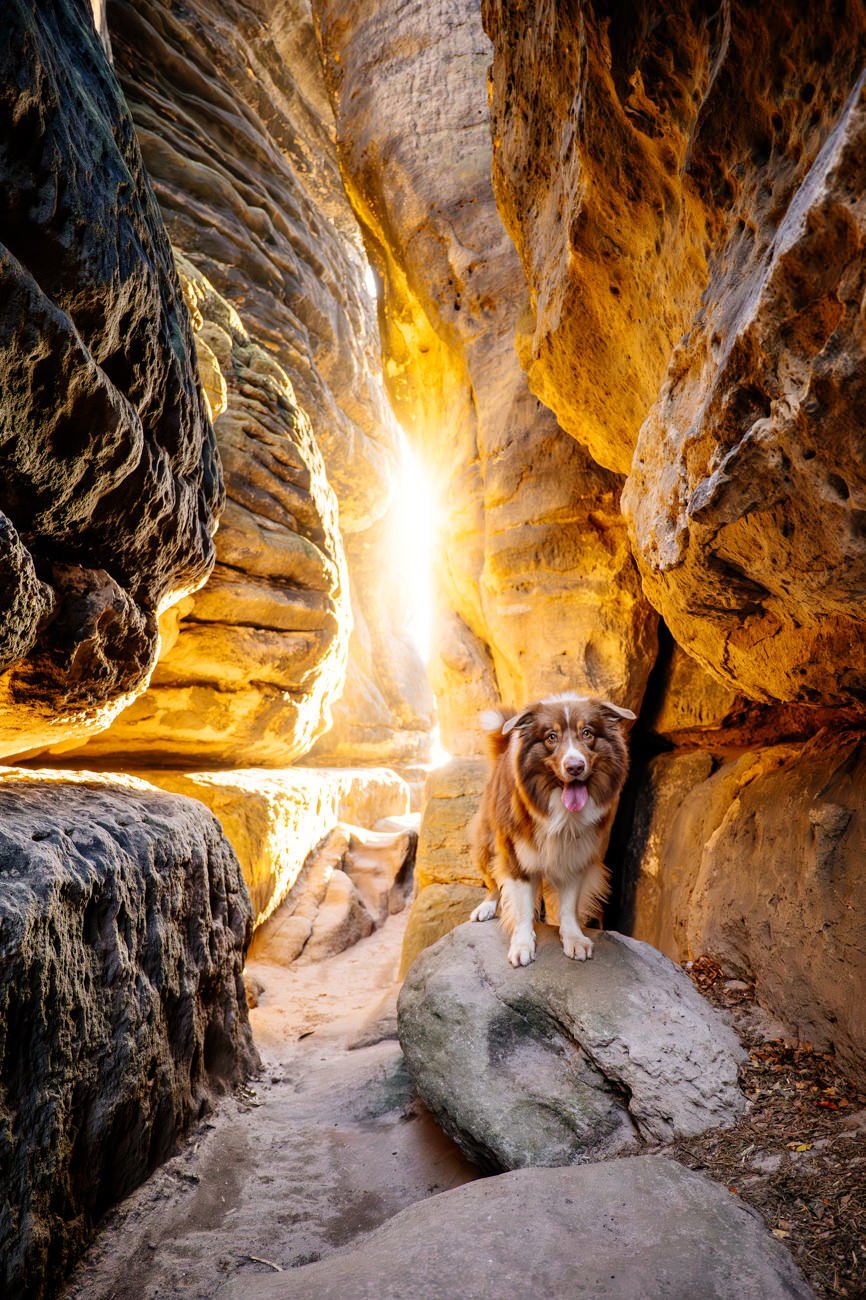 Australian Shepherd in Lichtdurchfluteter Felsspalte