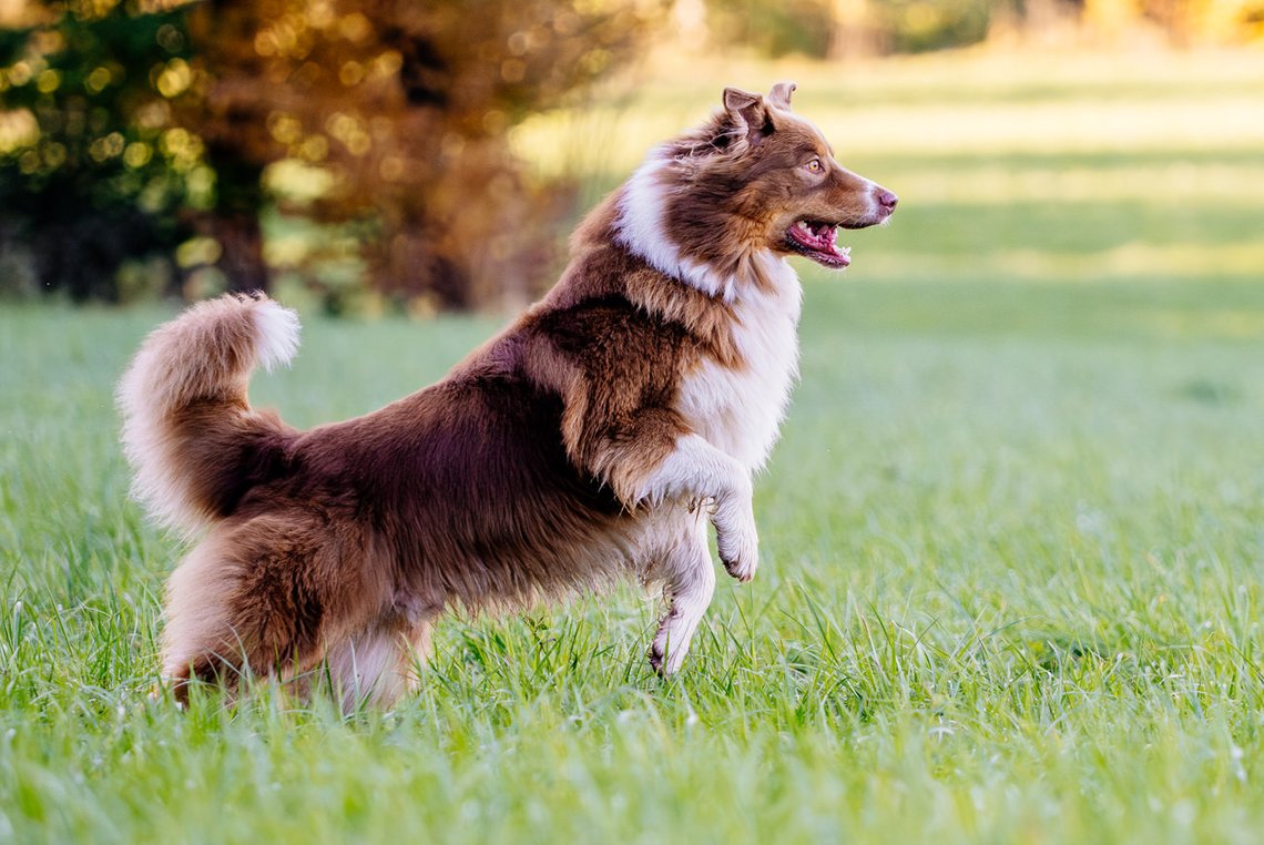 Australian Shepherd springt über Wiese