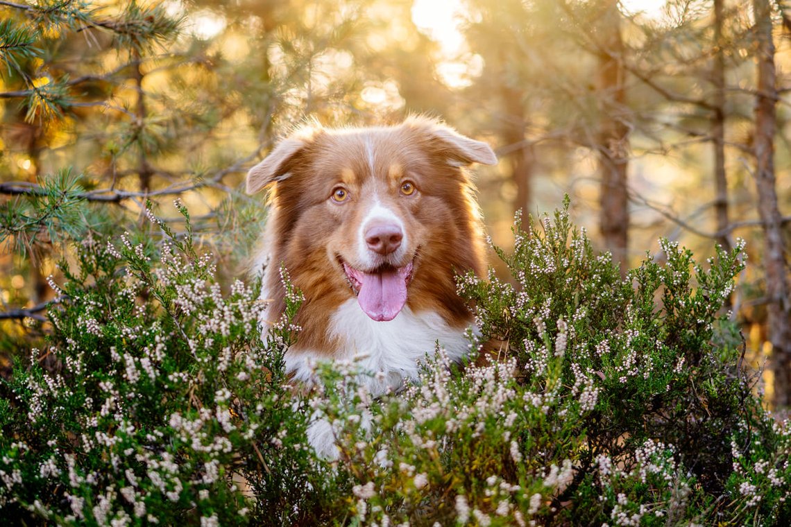 Australian Shepherd in der Heide im Gegenlicht