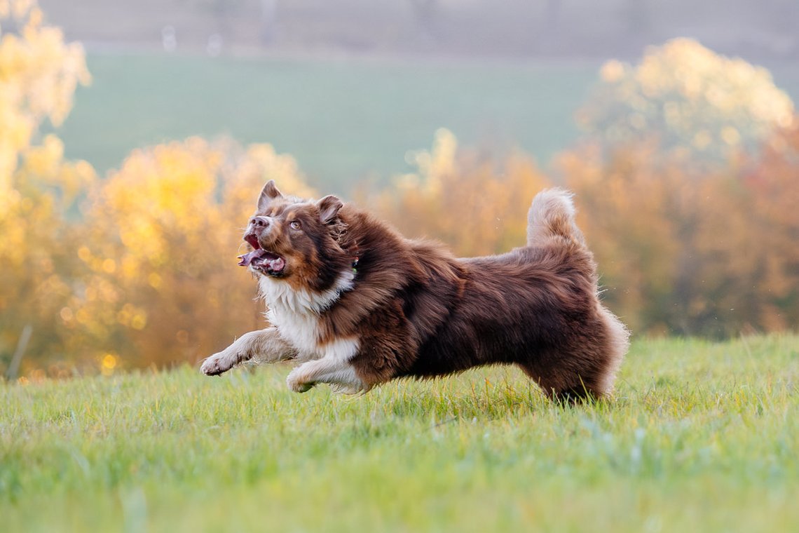 Australian Shepherd tobt über Wiese