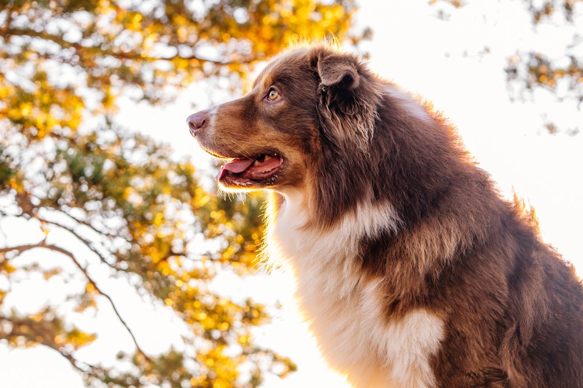 Australian Shepherd Portrait