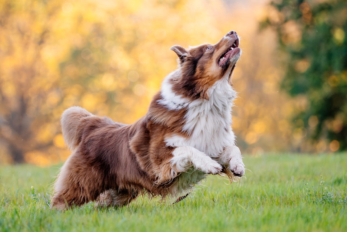 Aussie springt über Wiese