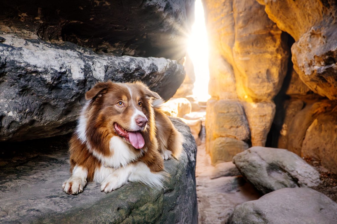 Australian Shepherd in Lichtdurchfluteter Felsspalte
