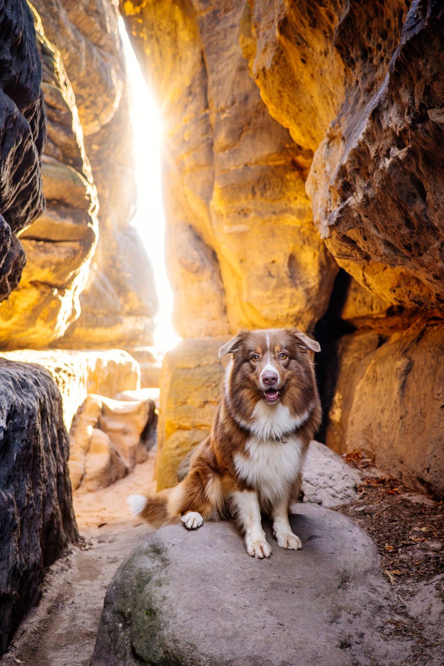 Australian Shepherd in Lichtdurchfluteter Felsspalte
