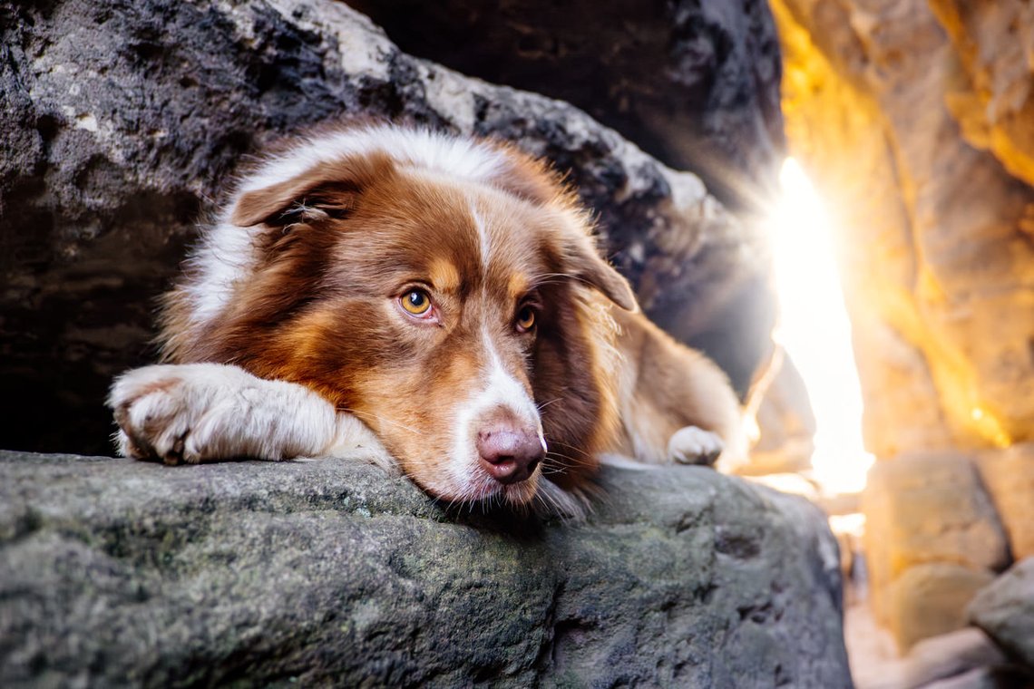 Australian Shepherd in Lichtdurchfluteter Felsspalte