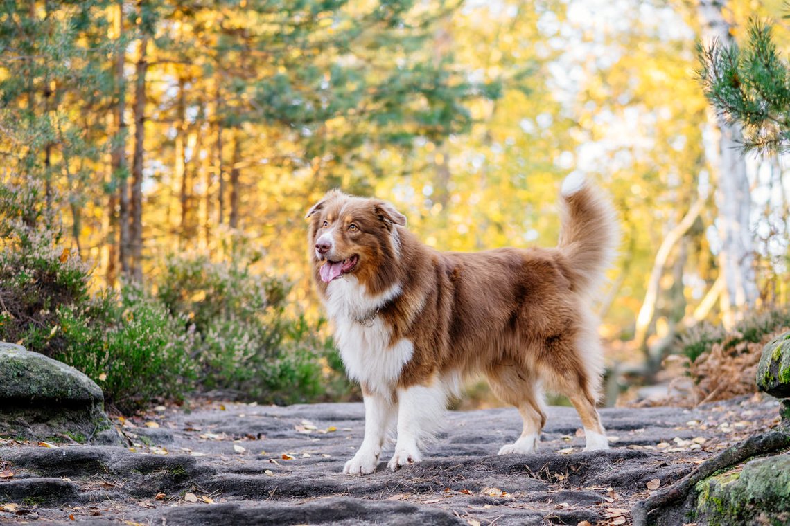 Australian Shepherd im Wald