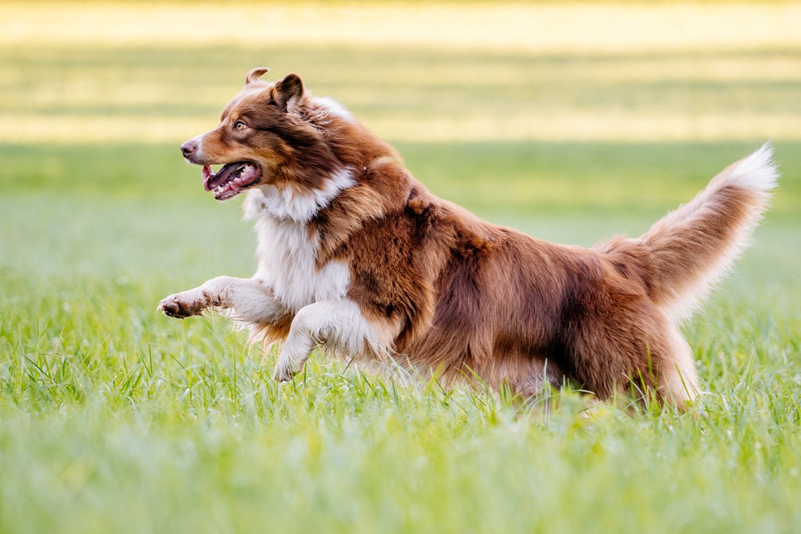 Australian Shepherd springt über Wiese