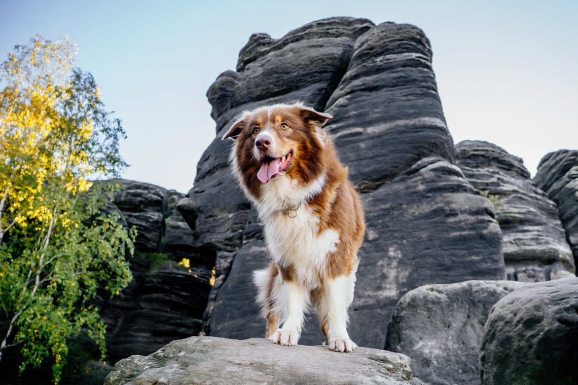 Australian Shepherd auf Felsen