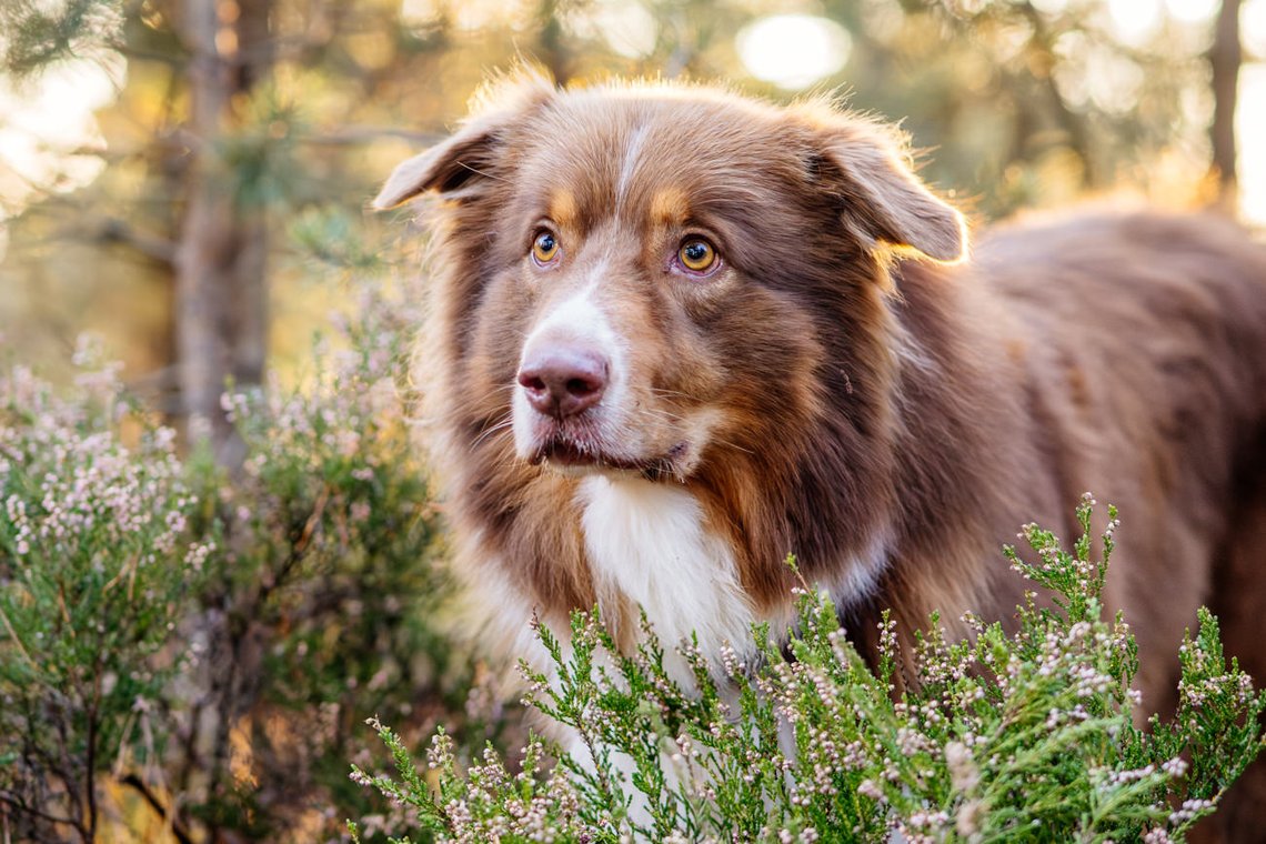 Australian Shepherd in der Heide