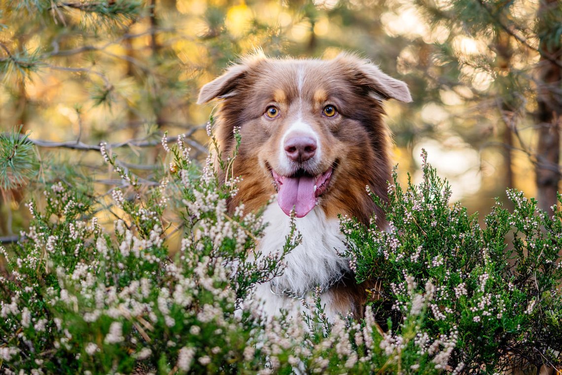Australian Shepherd in der Heide