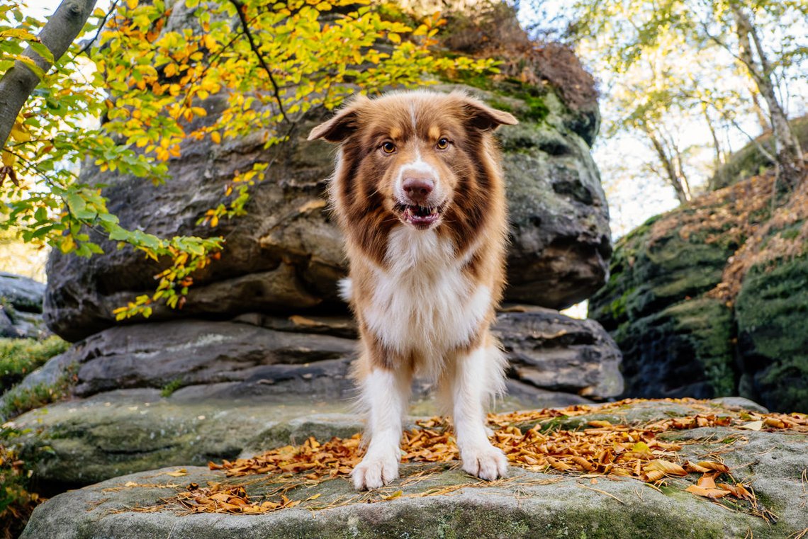 lustiges Gesicht von Aussie