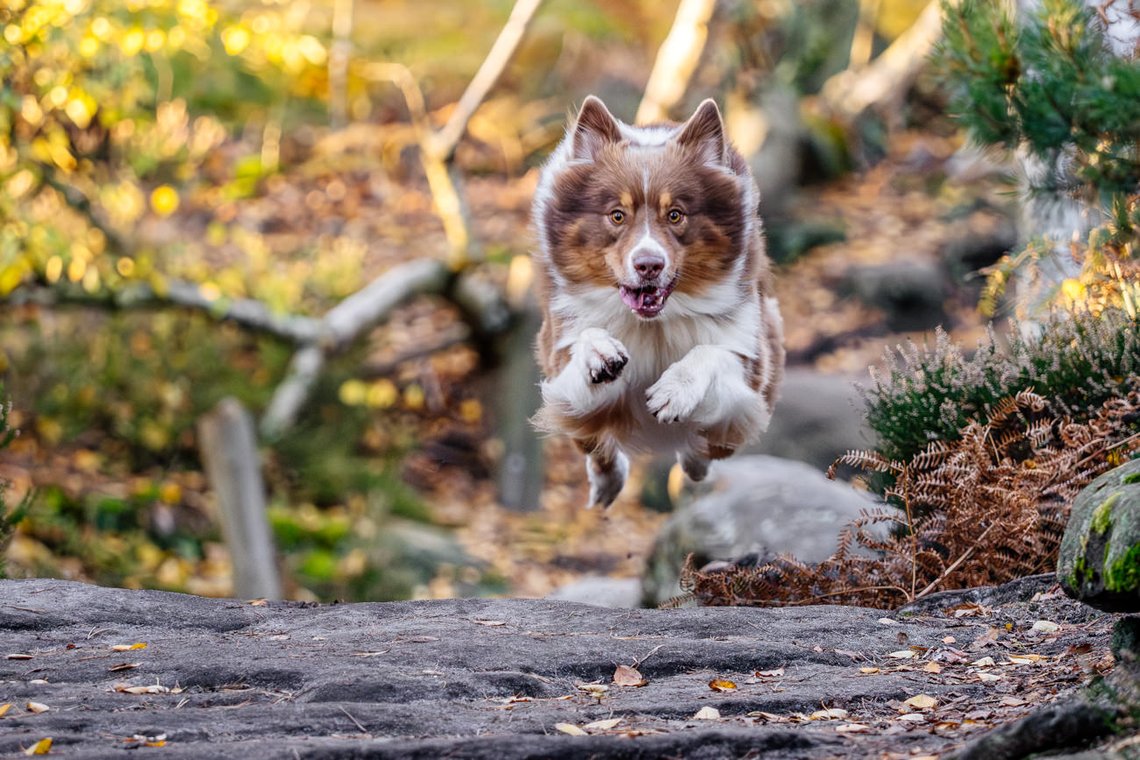 Australian Shepherd springt