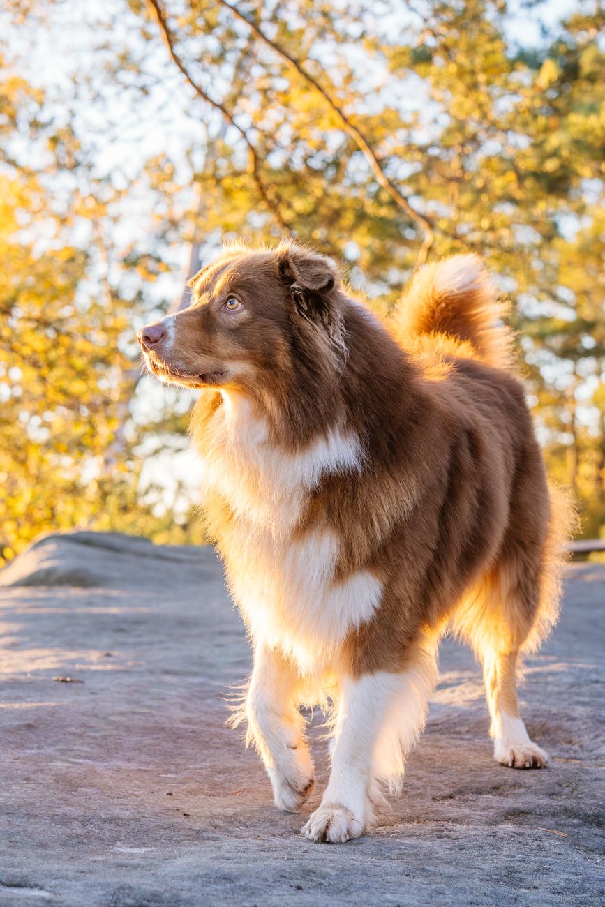 Australian Shepherd  läuft im Gegenlicht