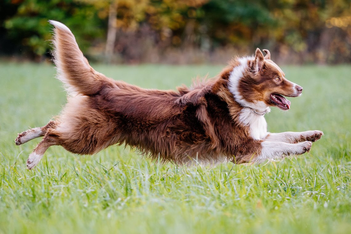 Australian Shepherd rennt über Wiese
